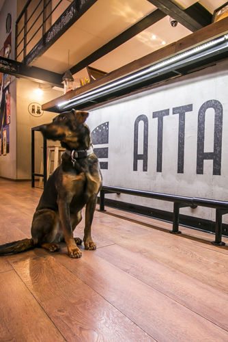 attaboy-beltr-kutya-334x500